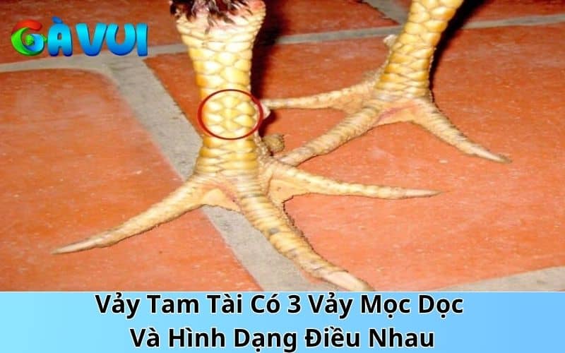 Vảy tam tài là gà có 3 vảy mọc giống nhau từ kích thước đến hình dáng liền kề nhau Vảy tam tài là gà có 3 vảy mọc giống nhau từ kích thước đến hình dáng liền kề nhau