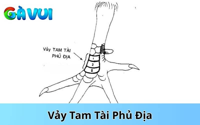 Vảy tam tài phủ địa là vảy được nhiều sư kê săn đón nhất trong các loại vảy tam tài Vảy tam tài phủ địa là vảy được nhiều sư kê săn đón nhất trong các loại vảy tam tài