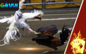 Đá Gà Trực Tuyến Thomo Tại AE888