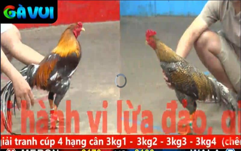 Hình ảnh được truyền tải sắc nét và âm thanh rõ ràng Hình ảnh được truyền tải sắc nét và âm thanh rõ ràng